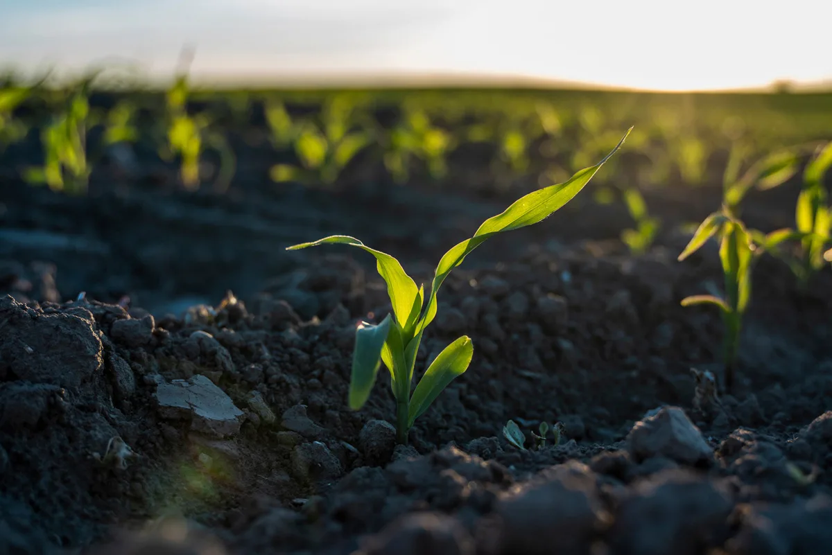 Enhancing Agricultural Resilience to Climate Change