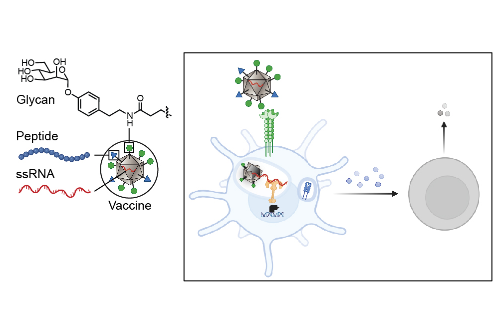 Innovative Method to Reprogram Immune Cells for Cancer Defense